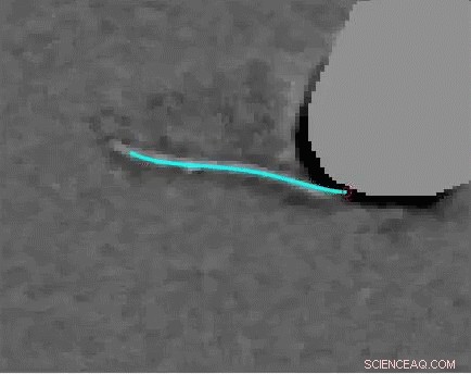 New Study Illuminates Cilia Function: How Tiny Hair-Like Structures Drive Cellular Motion