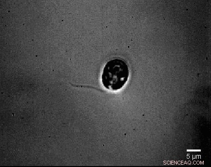 New Study Illuminates Cilia Function: How Tiny Hair-Like Structures Drive Cellular Motion