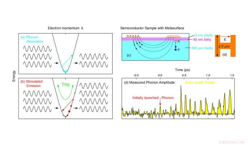 Terahertz Phonon Amplifier in Semiconductor Crystals