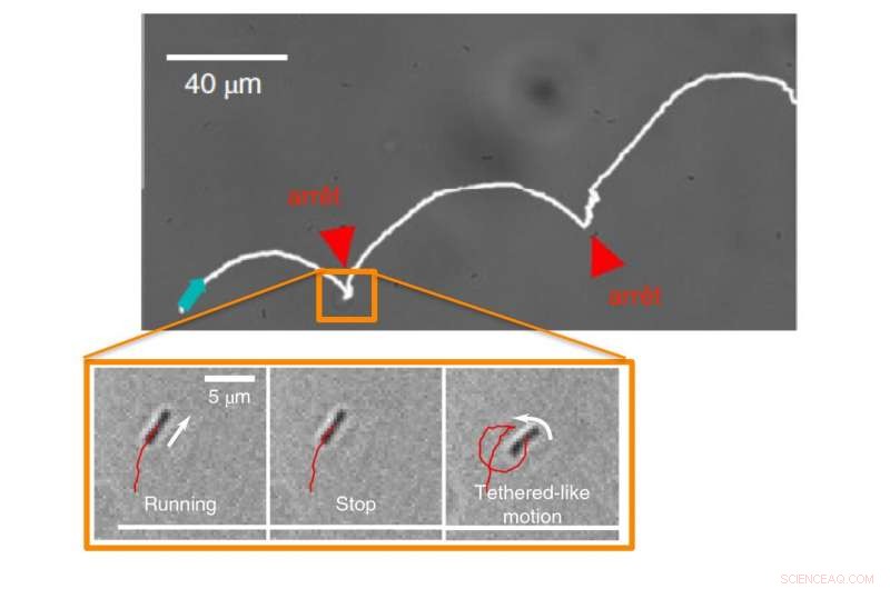 Unraveling Bacterial Swimming Near Surfaces: Insights into Microbial Behavior