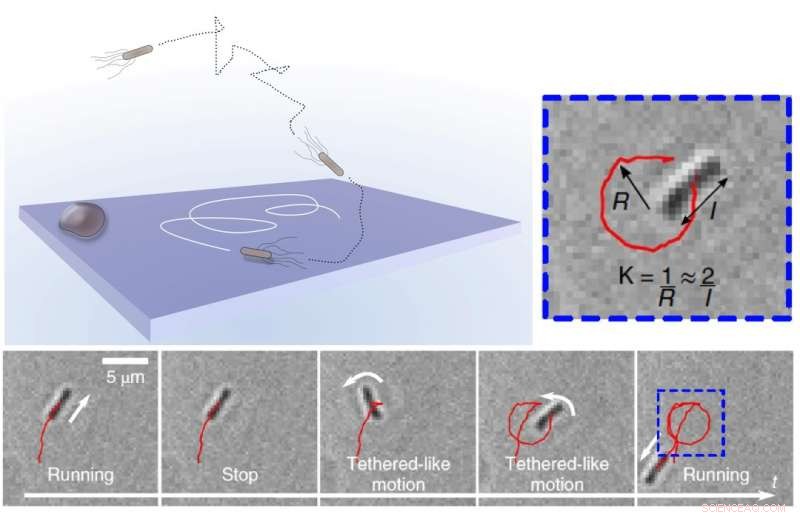 Unraveling Bacterial Swimming Near Surfaces: Insights into Microbial Behavior