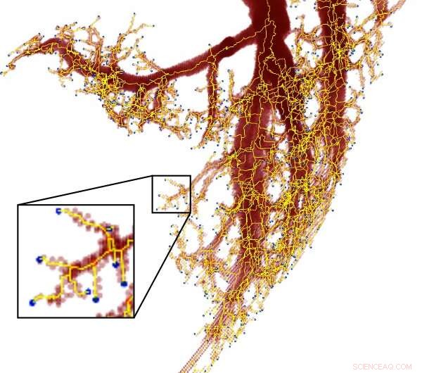 New Power Law Offers Improved Predictions for Earthquakes, Blood Vessels, and Wealth Distribution