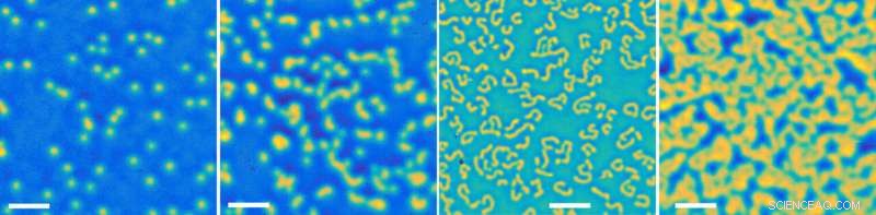 Skyrmion Evolution in Ir/Fe/Co/Pt Multilayers: Revealing the Topological Hall Effect
