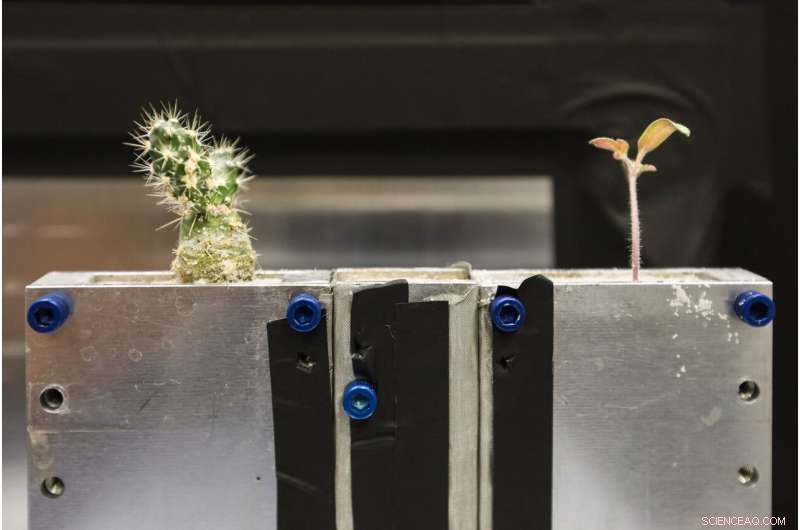 Neutron Imaging Reveals How Tomato Plants Communicate With Each Other