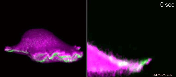 Scientists Identify Key Trigger for Directed Cell Migration