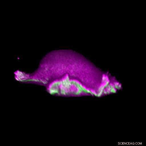Scientists Identify Key Trigger for Directed Cell Migration