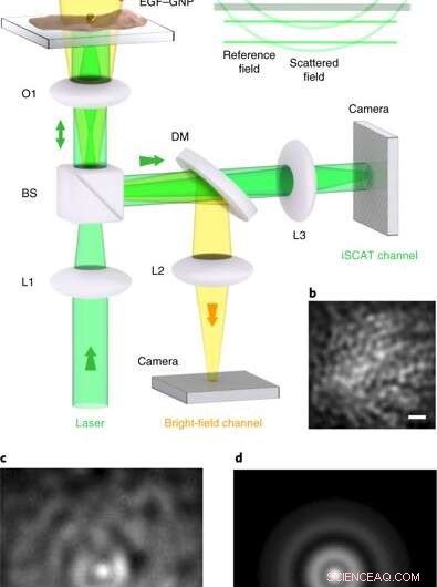 Tracking Nanoscopic Protein Dynamics on Live Cell Membranes