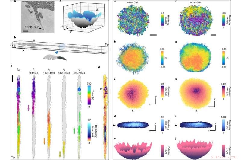 Tracking Nanoscopic Protein Dynamics on Live Cell Membranes