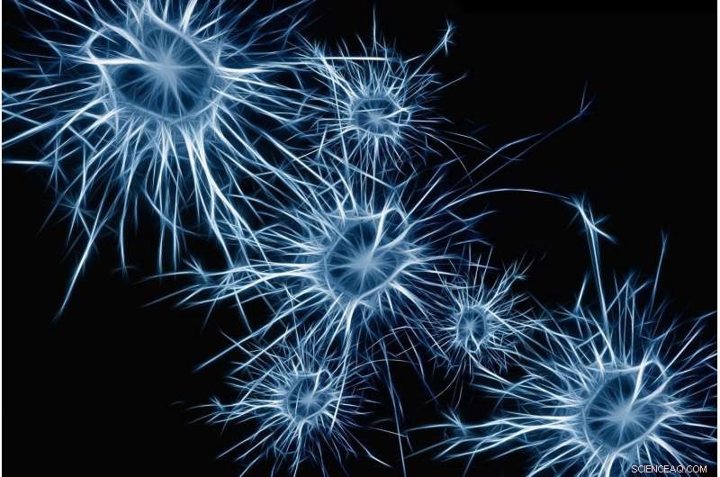 Inhibitory Neurons: Dual Roles in Modulating Brain Oscillations