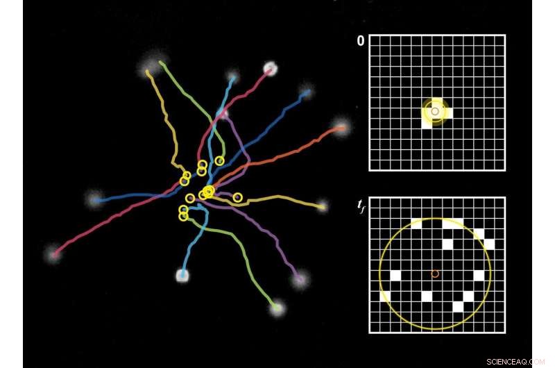 New Trap-and-Release Method Accelerates Study of Swimming Ciliated Cells