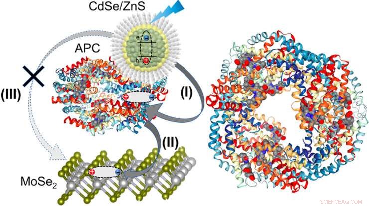 Hybrid Nanostructure Boosts Light‑Harvesting Efficiency