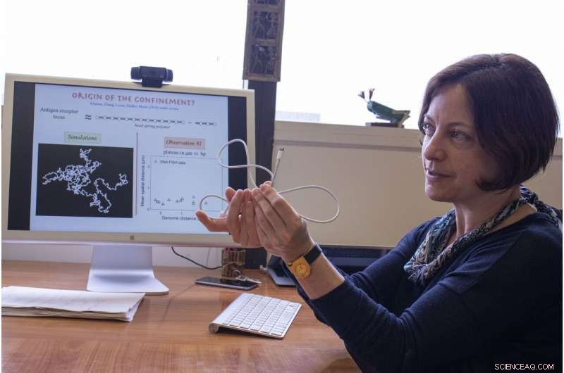 Applying the Goldilocks Principle to DNA Architecture