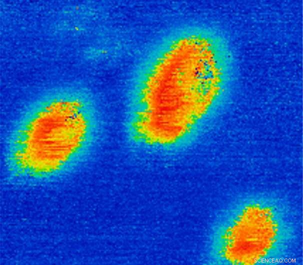 First Direct Observation of a Native Ferroelectric Metal