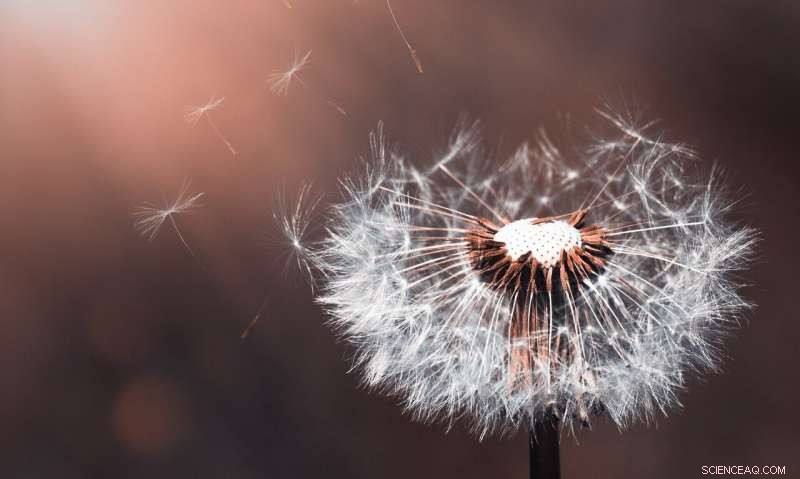 Fluid Dynamics Equations Reveal Optimal Rod Arrangement in Dandelion Pappus