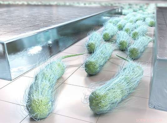 How Cell Colonies Navigate Narrow Spaces: Insights from Active Matter Research