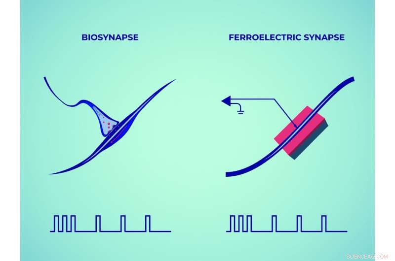 Physicists Develop Brain‑Inspired Synaptic Device to Mimic Biological Memory