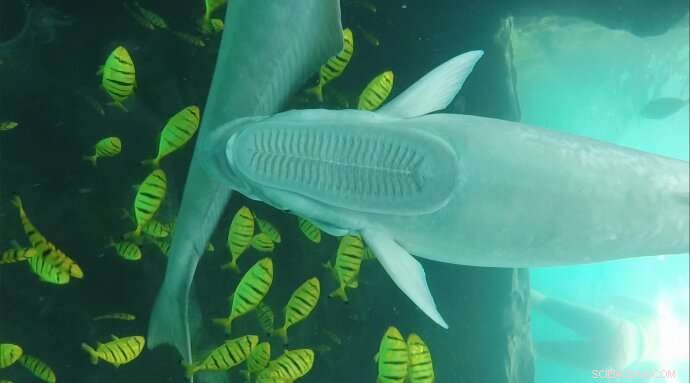 How Remora-Inspired Suction Disks Reveal Evolutionary Secrets of Marine Adhesion