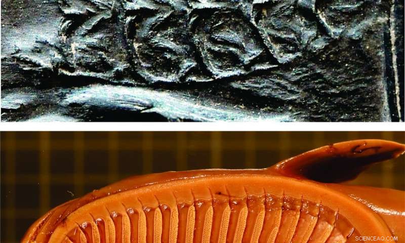 How Remora-Inspired Suction Disks Reveal Evolutionary Secrets of Marine Adhesion