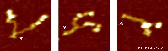 Measuring Protein Stability with Magnetic Tweezers: A Novel Technique