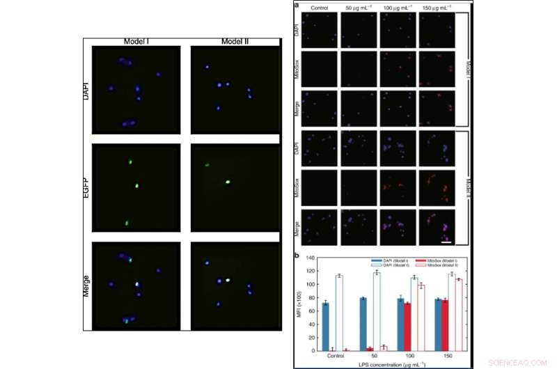 Transform Your Smartphone into a Portable Fluorescence Microscope