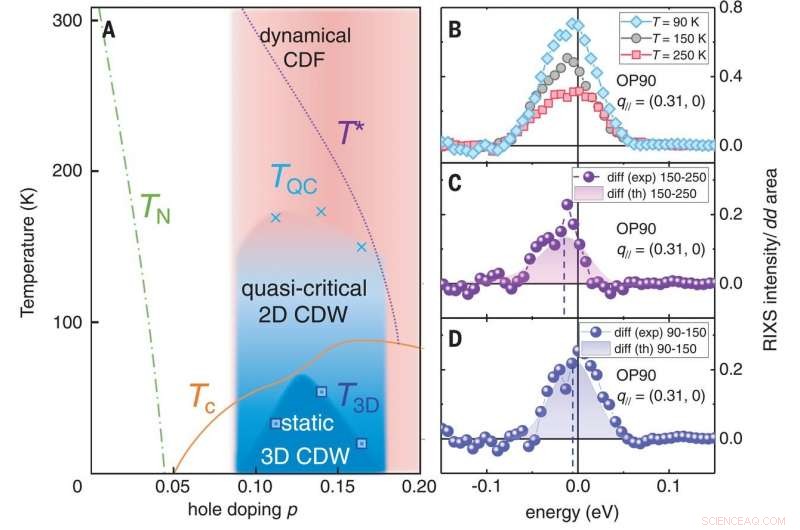 Mapping Dynamic Charge Density Fluctuations in Copper‑Based High‑Tc Superconductors