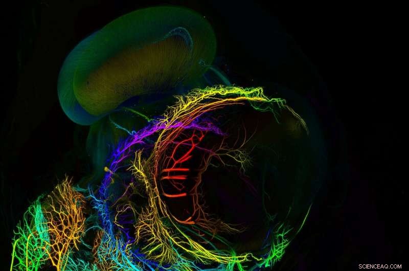 Advanced Microscopes Reveal Brain Organization Secrets