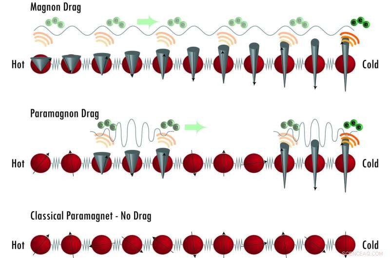 Harnessing Paramagnetic Spin Dynamics to Convert Heat into Electricity