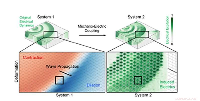 Mapping Electrical Signals Behind Abnormal Heart Contractions and Structural Changes