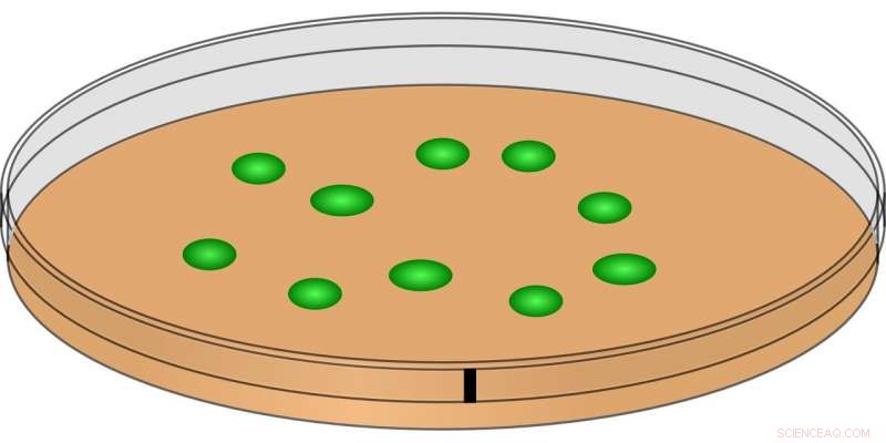 Unveiling Fractal Patterns in Expanding Bacterial Colonies