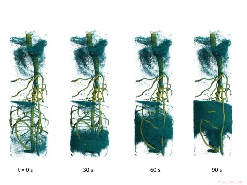 Record‑Fast Neutron Tomography Reveals Water Transport Pathways in Plants
