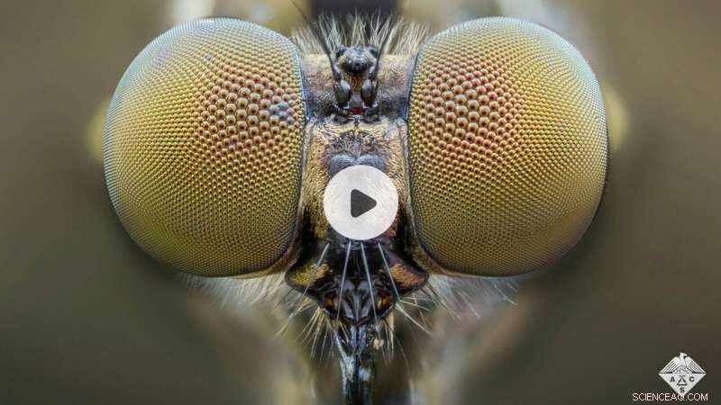 Innovative Artificial Compound Lens Inspired by Mosquito Eye Design
