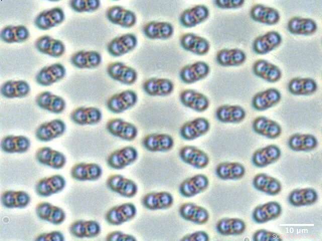 Mastering Microscopic Knot-Tying: A Step-by-Step Guide