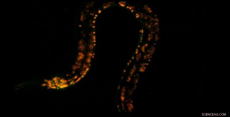 SCAPE 2.0: High-Speed 3‑D Microscope Reveals Live Biological Dynamics