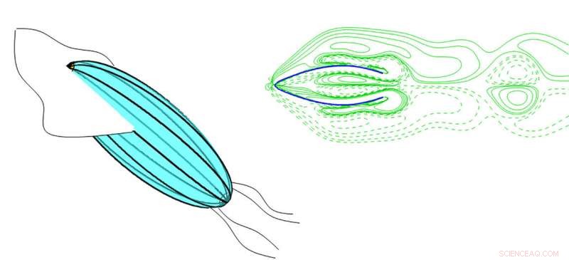 Squid-Inspired Robots Offer Eco-Friendly Propulsion Solutions
