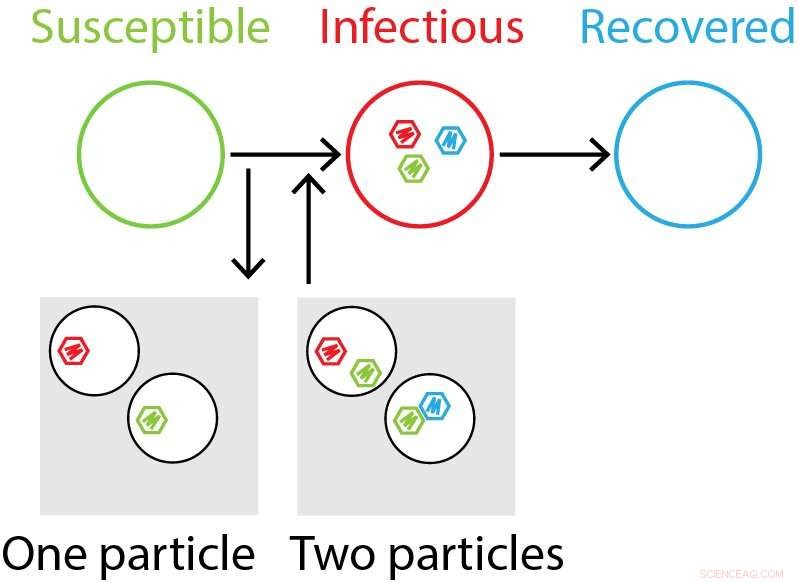 Multipartite Viruses: Why Plants, Not Animals, Are Their Preferred Hosts