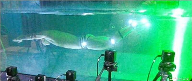 Unveiling the Physics of Human Undulatory Swimming