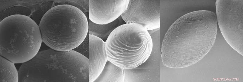 Physicists Employ Rhumb Lines to Investigate Polymers  Distinct Spindle Architecture