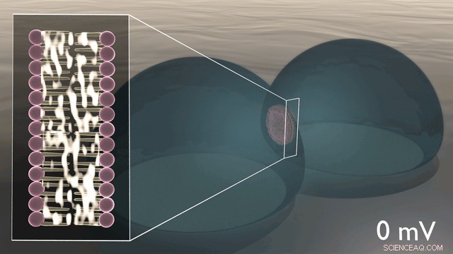 Bio‑Circuitry Replicates Synapses and Neurons, Pioneering Sensory Computing