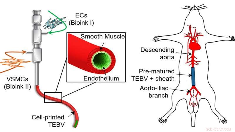 Scientists Print Implantable Blood Vessels Using Advanced Bioink