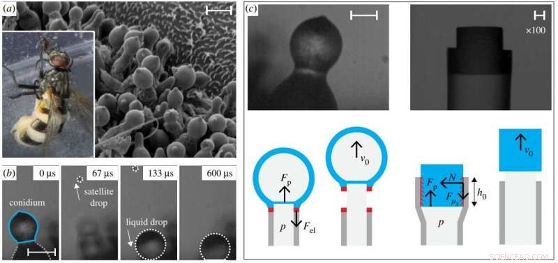 Scientists Engineer Soft, Biomimetic Cannon to Study Fungal Spore Dispersal