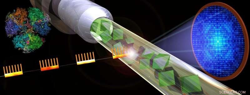 Revealing Photosynthesis Through Rapid X‑ray Pulses