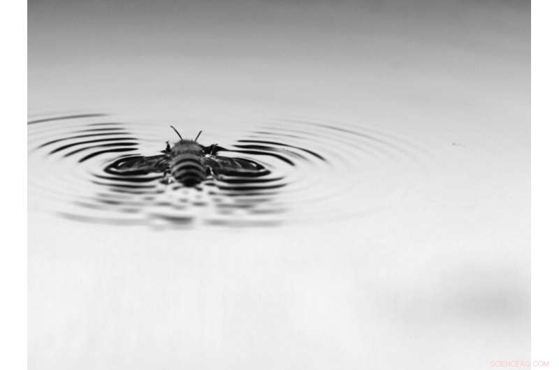 How Bees Propel Through Water Using Wave and Hydrofoil: Caltech Study