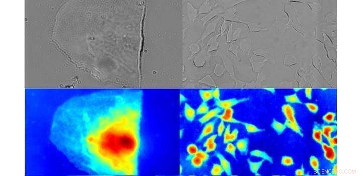 Innovative Lens Design Enhances Macro Imaging Capabilities