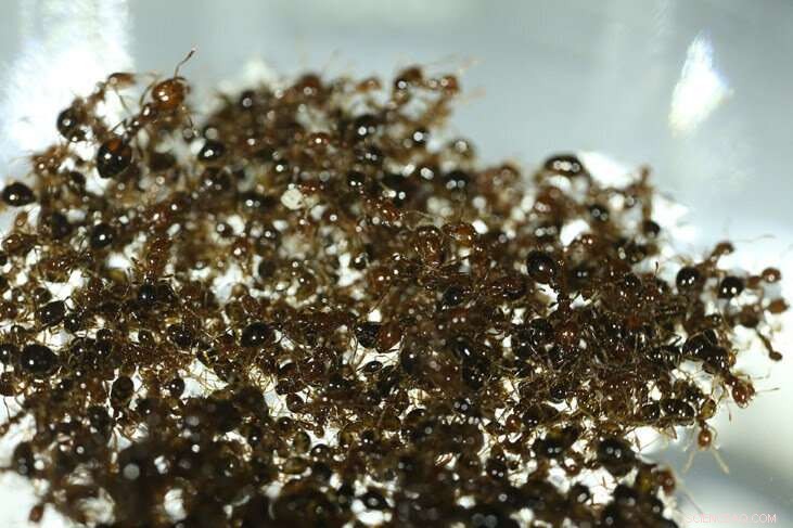 Fire Ants Build Adaptive Rafts to Counter Changing Water Forces