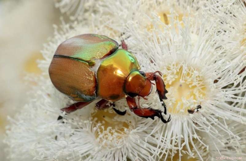 Nanoscale Color: How Tiny Structures Create Vibrant Hues