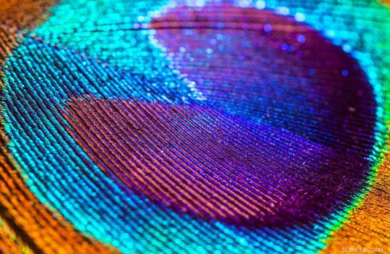 Nanoscale Color: How Tiny Structures Create Vibrant Hues
