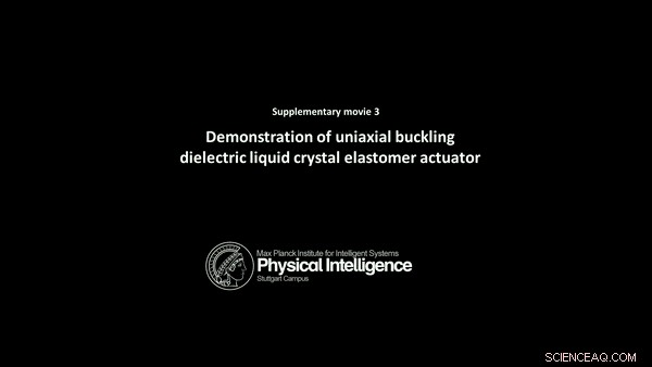 Programmable Dielectric Liquid Crystal Elastomer Actuators for Advanced Shape Control