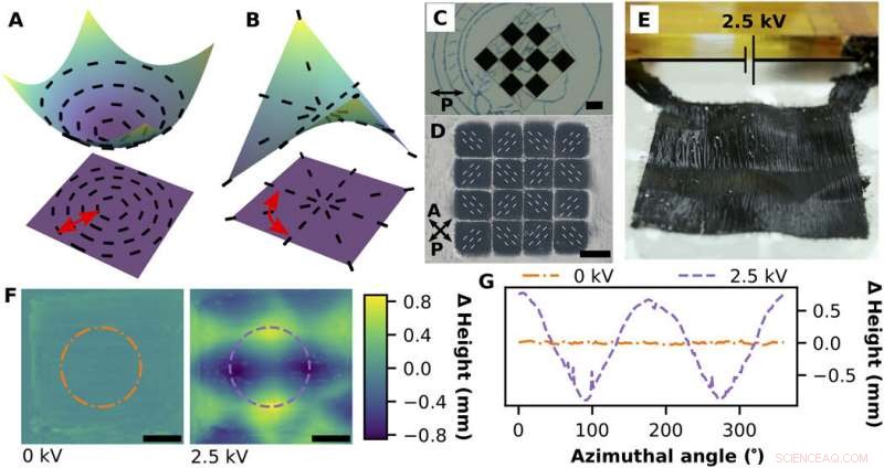 Programmable Dielectric Liquid Crystal Elastomer Actuators for Advanced Shape Control
