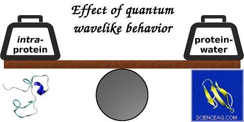 Quantum Wave Dynamics Reveal Key Role in Protein Folding