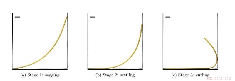 Modeling the Curl of Boiled Spaghetti: A Mechanical Engineering Approach